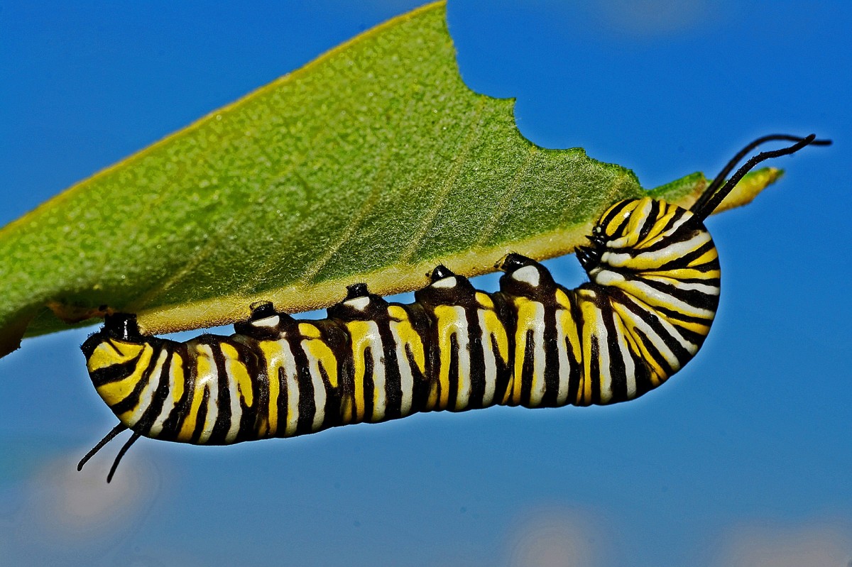 Catterpillar|Jheenga
