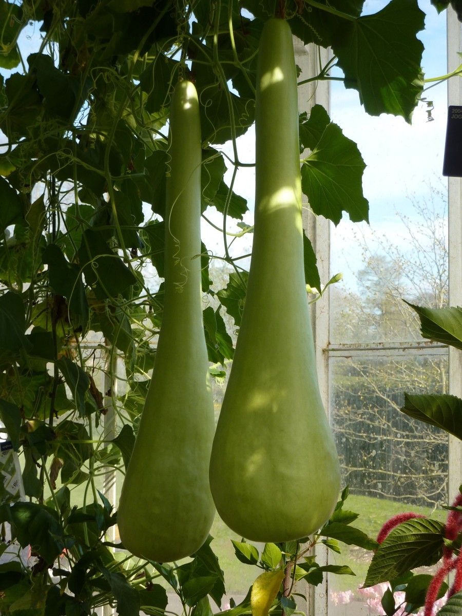 bottle-gourd-meaning-in-tamil-translation-best-pictures-and