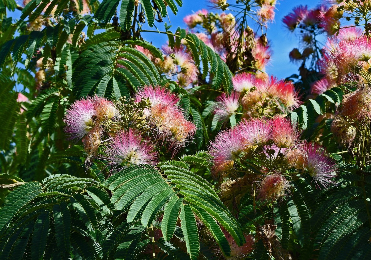 Persian Silk Tree-Flowers