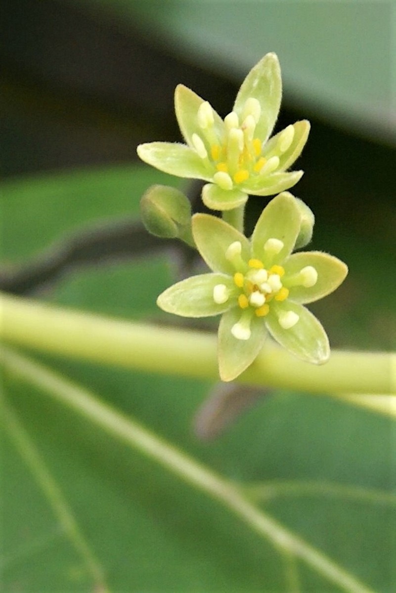 avocado flower