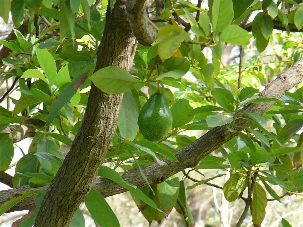 Bark, mature leaves, and fruit of an avocado tree