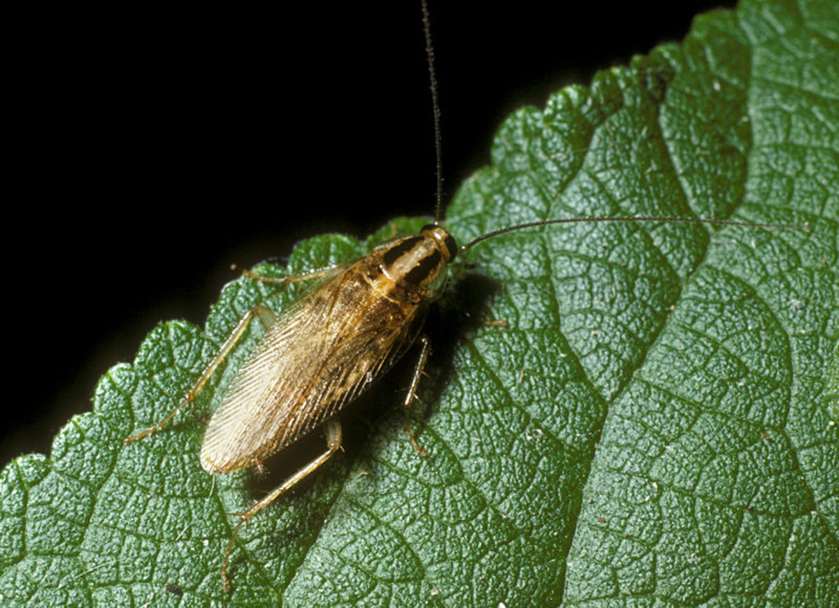 An Asian Cockroach
