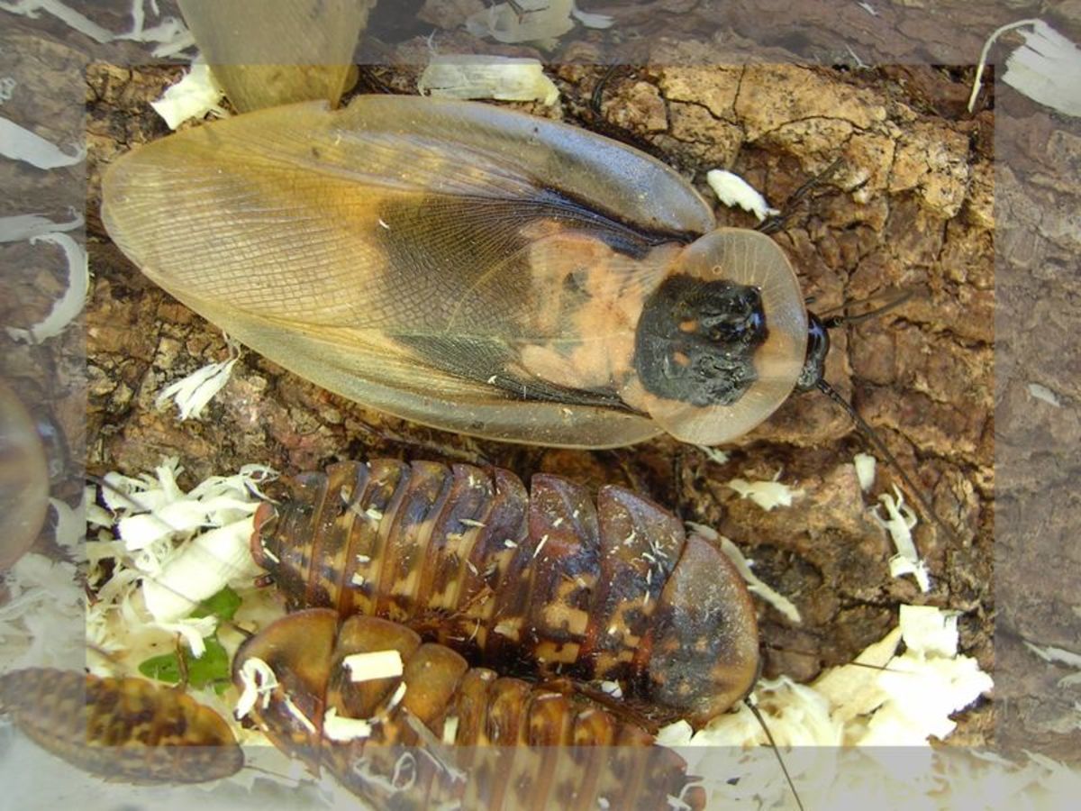 True Death Head Cockroach - an ornate pretty species.