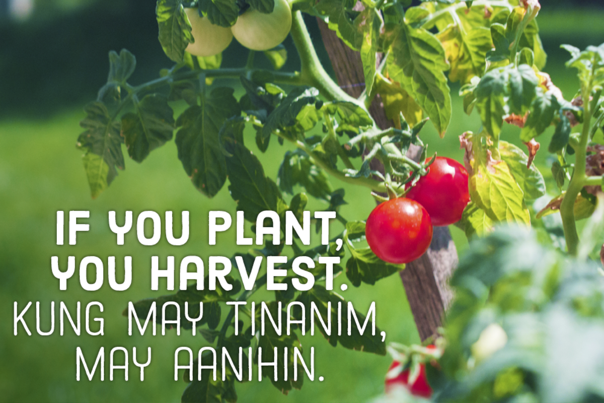 If you plant, you harvest. —Filipino proverb