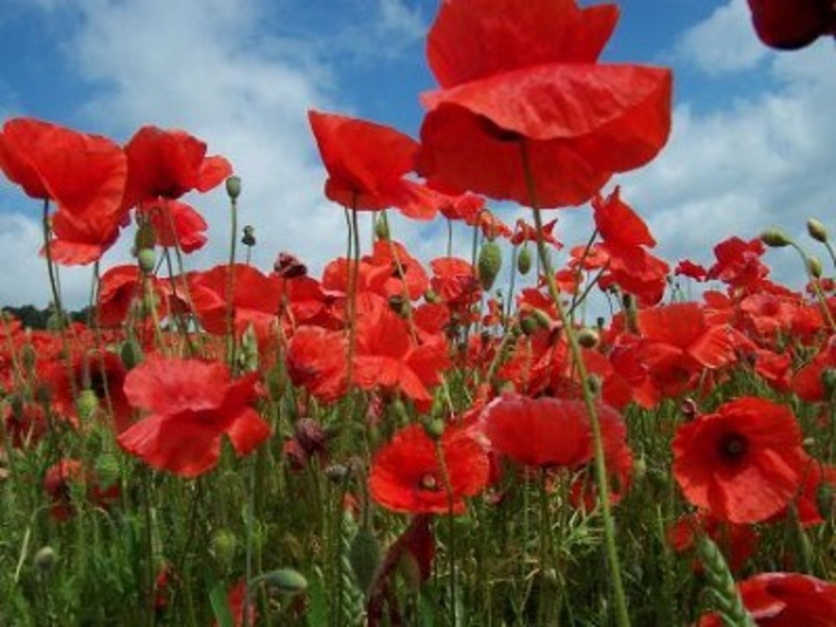 The Poppies of Flanders Field