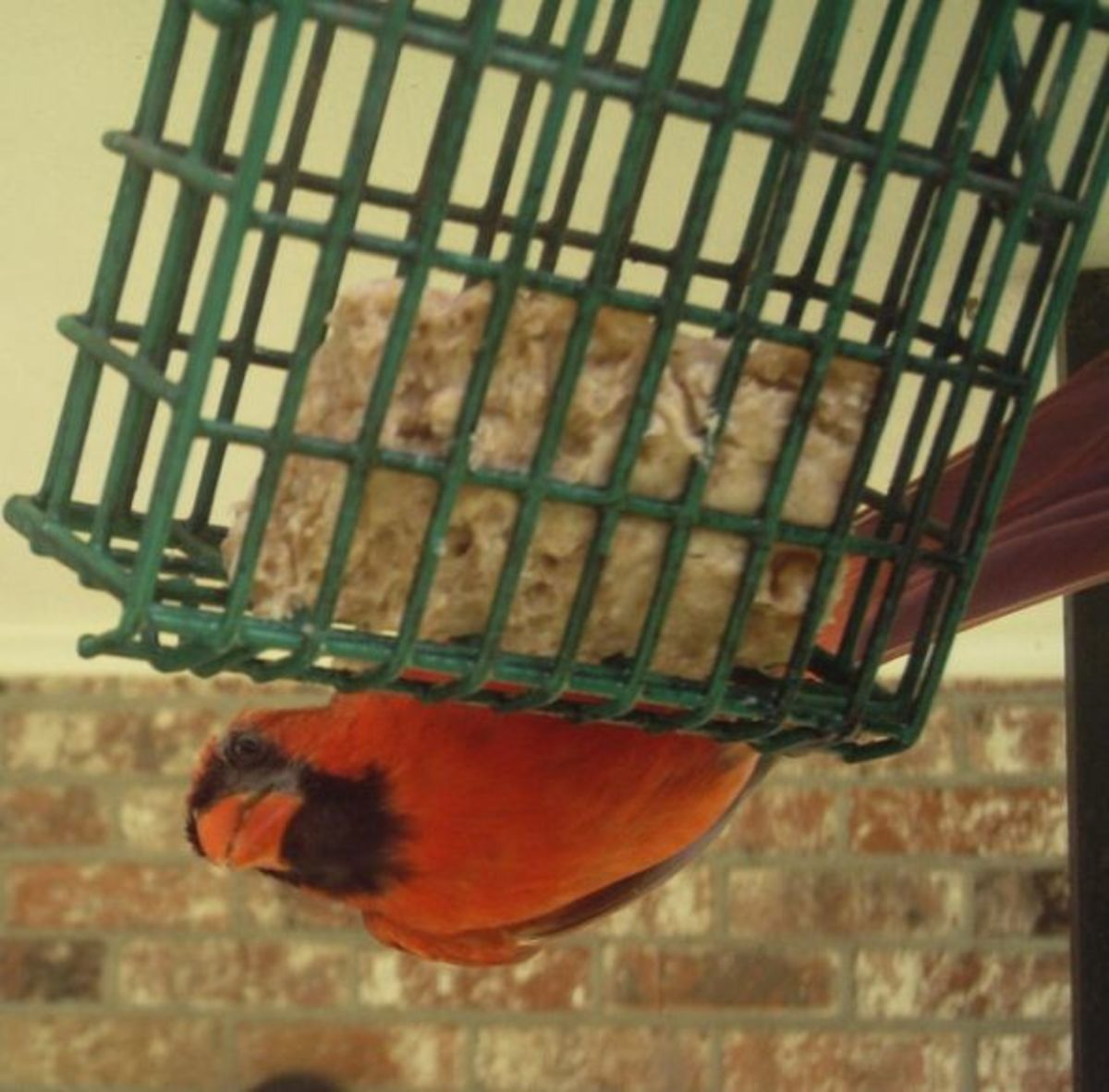 The Cardinal's Nest Owlcation