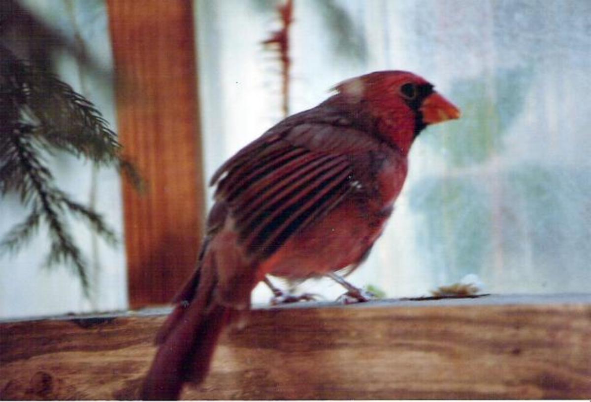 naturally_native_cardinals_nest