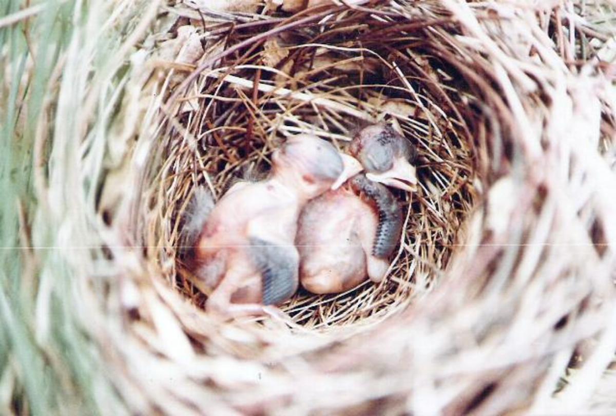 Newly hatched cardinals