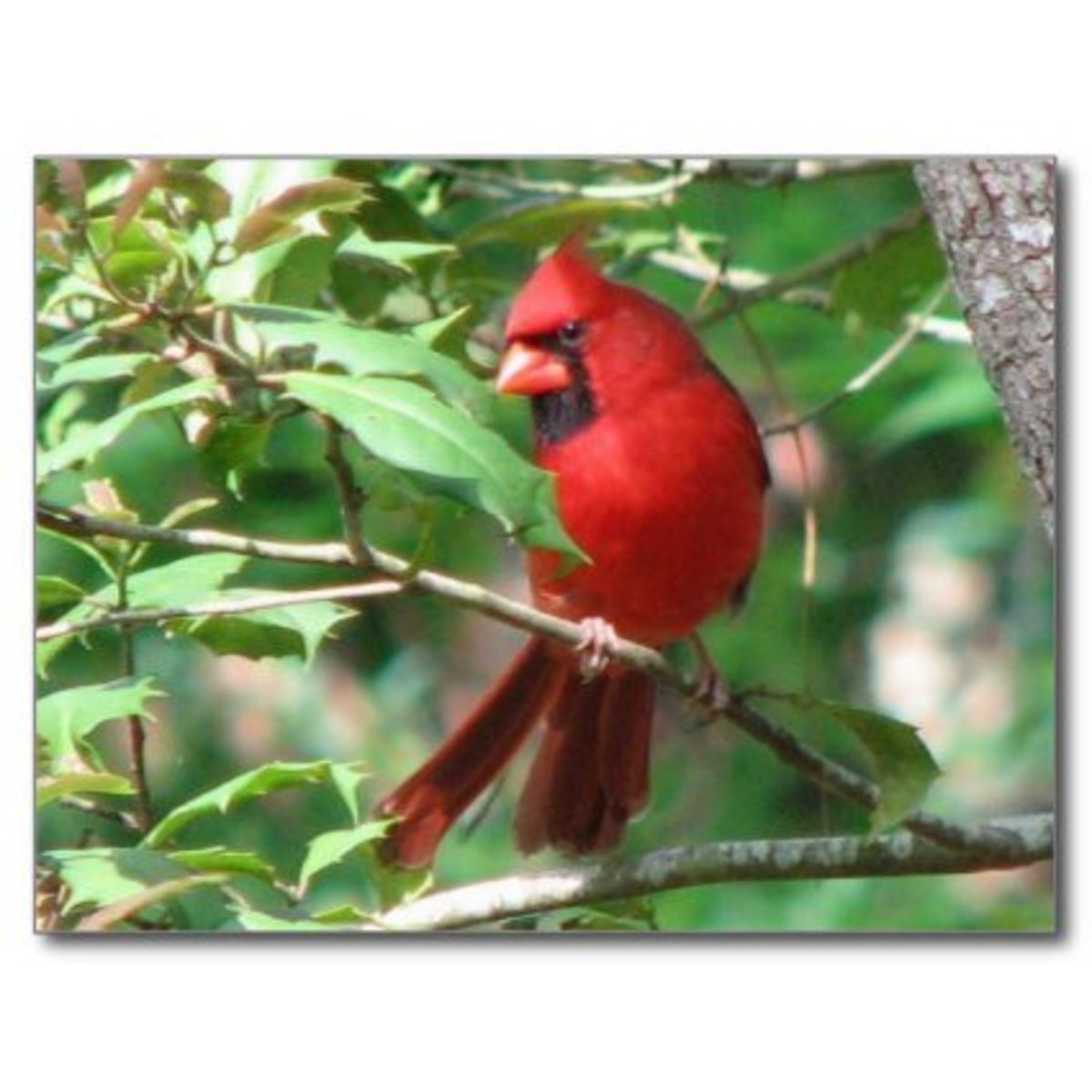 Male Cardinal in holly