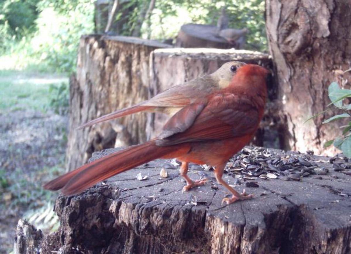 naturally_native_cardinals_nest