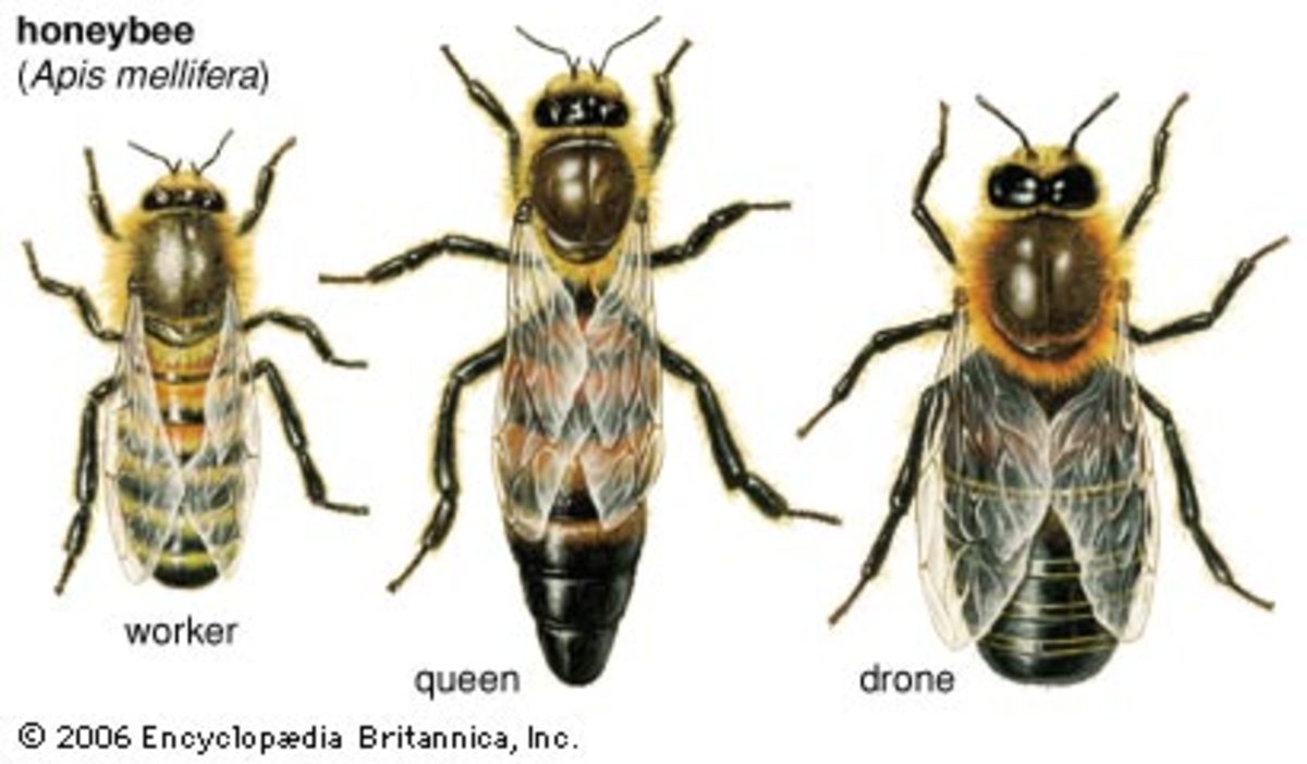Differences between the worker, queen, and drone