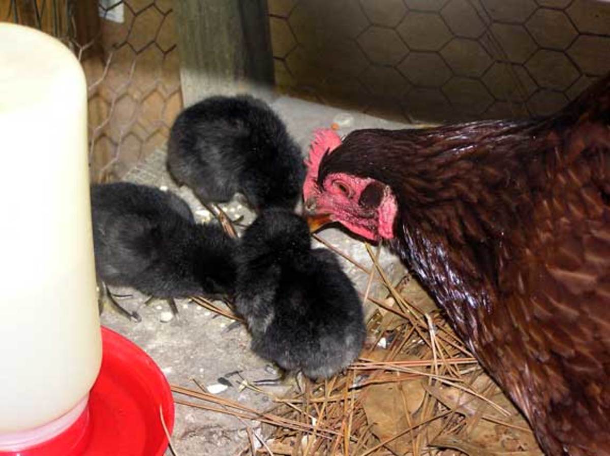 Rhode Island Red hen and her babies