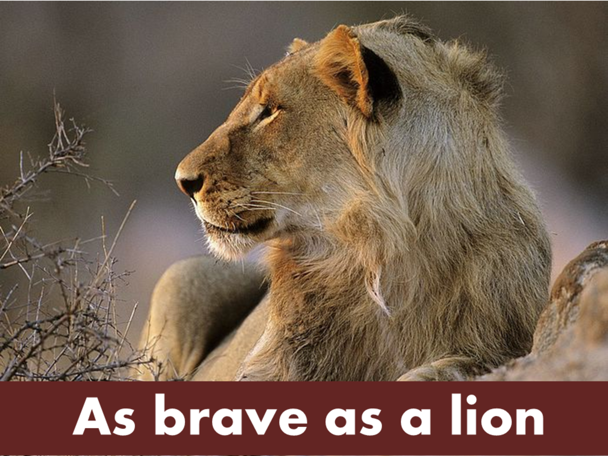 As brave as a lion