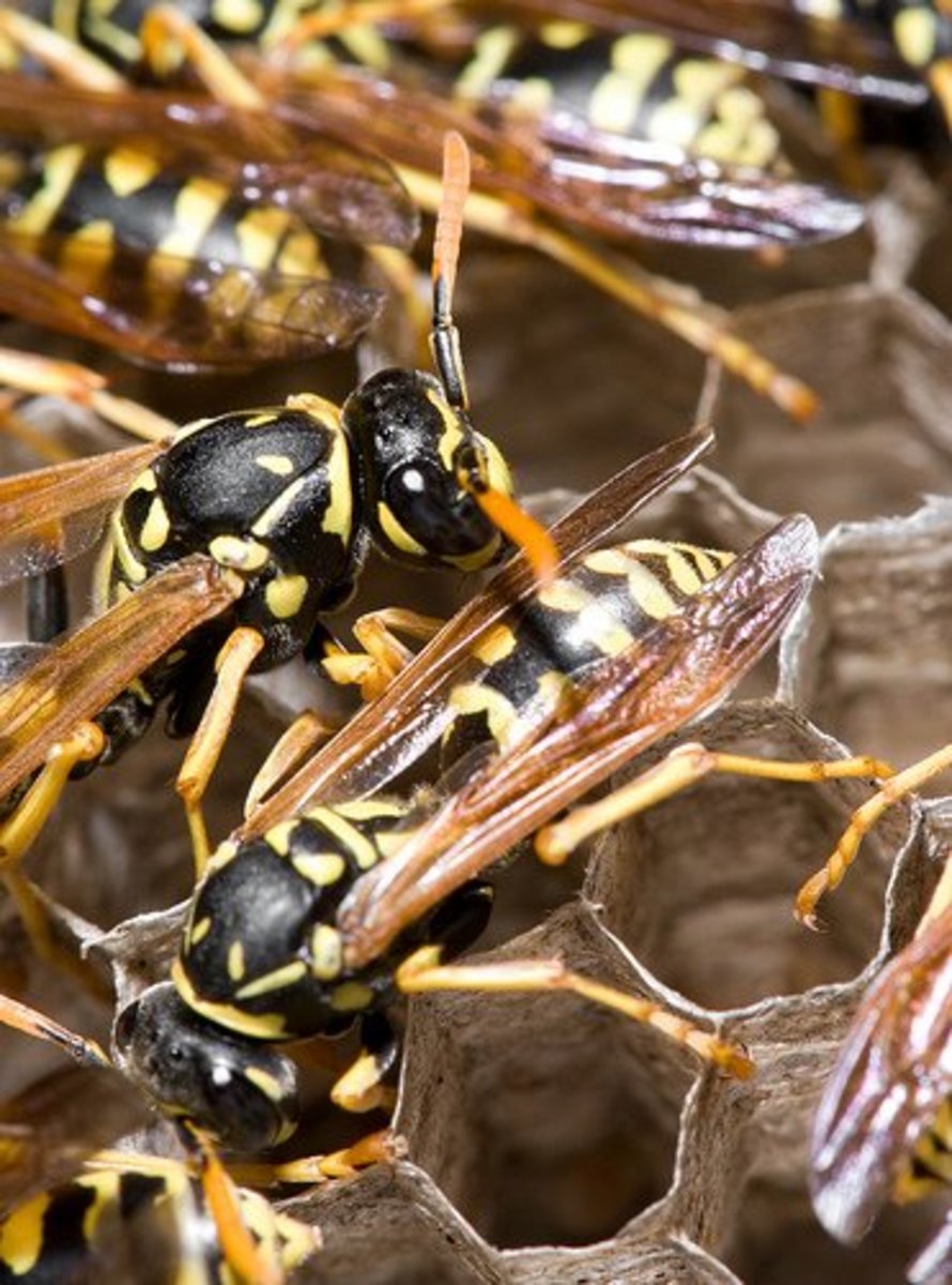 Why don't wasps just stay in their nests?