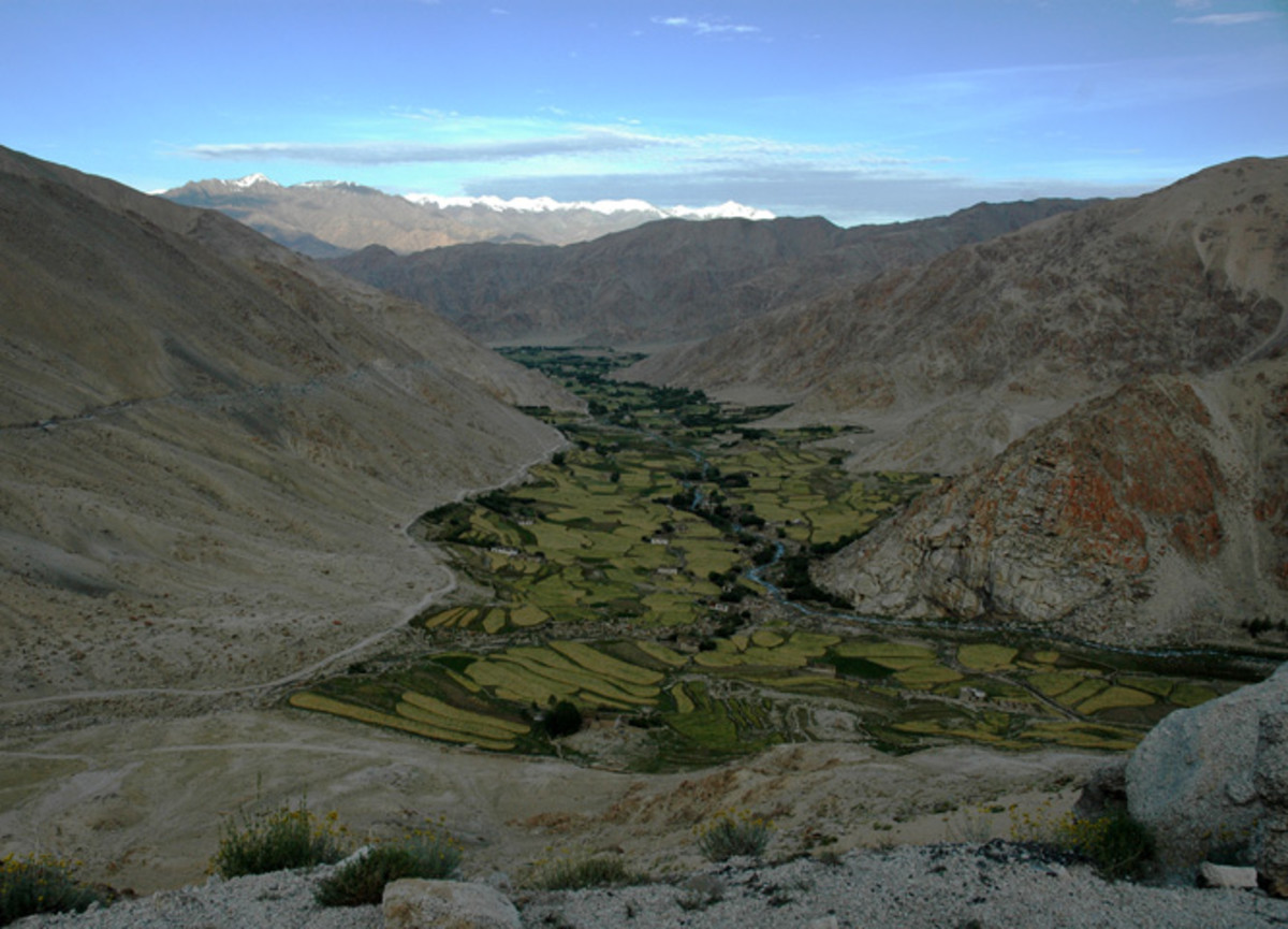 Fields in Leh, along the Indus river below the Himalayas. Snow and ice in the world's mid-latitude mountains make much irrigated agriculture possible.