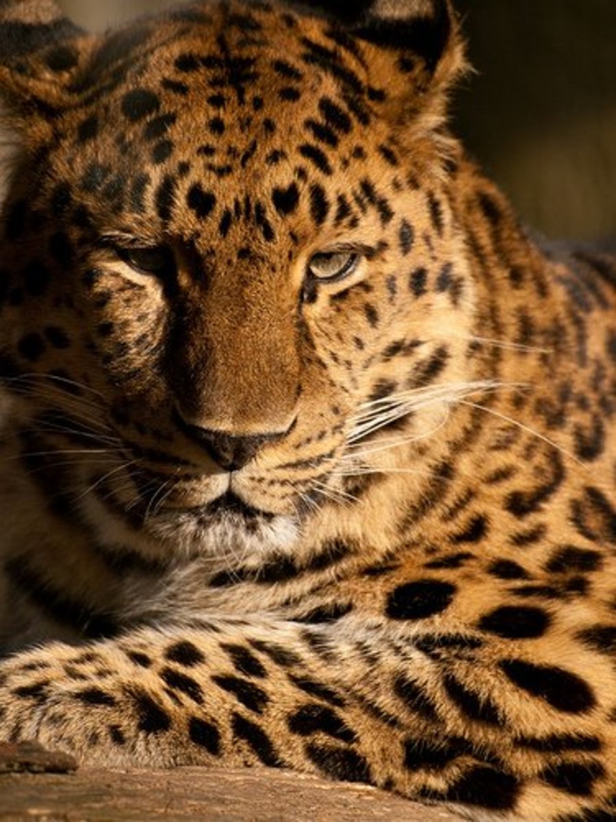 The Amur Leopard