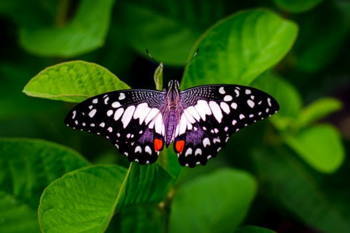beautiful-butterflies-great-pics-and-fascinating-facts