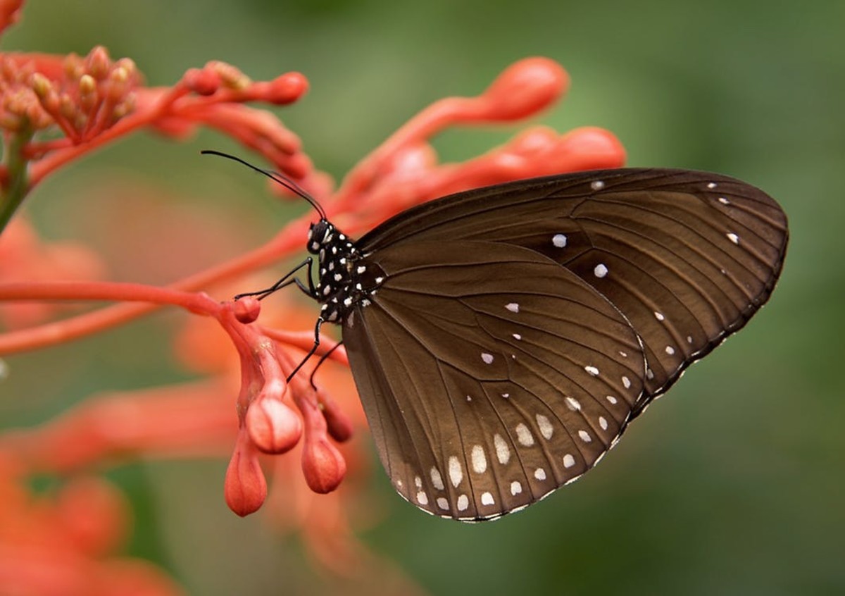 beautiful-butterflies-great-pics-and-fascinating-facts
