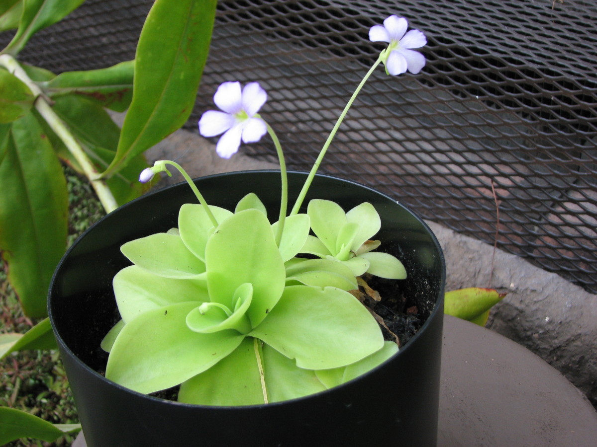 A Butterwort Plant: uses its flypaper like leafs to trap its prey. 