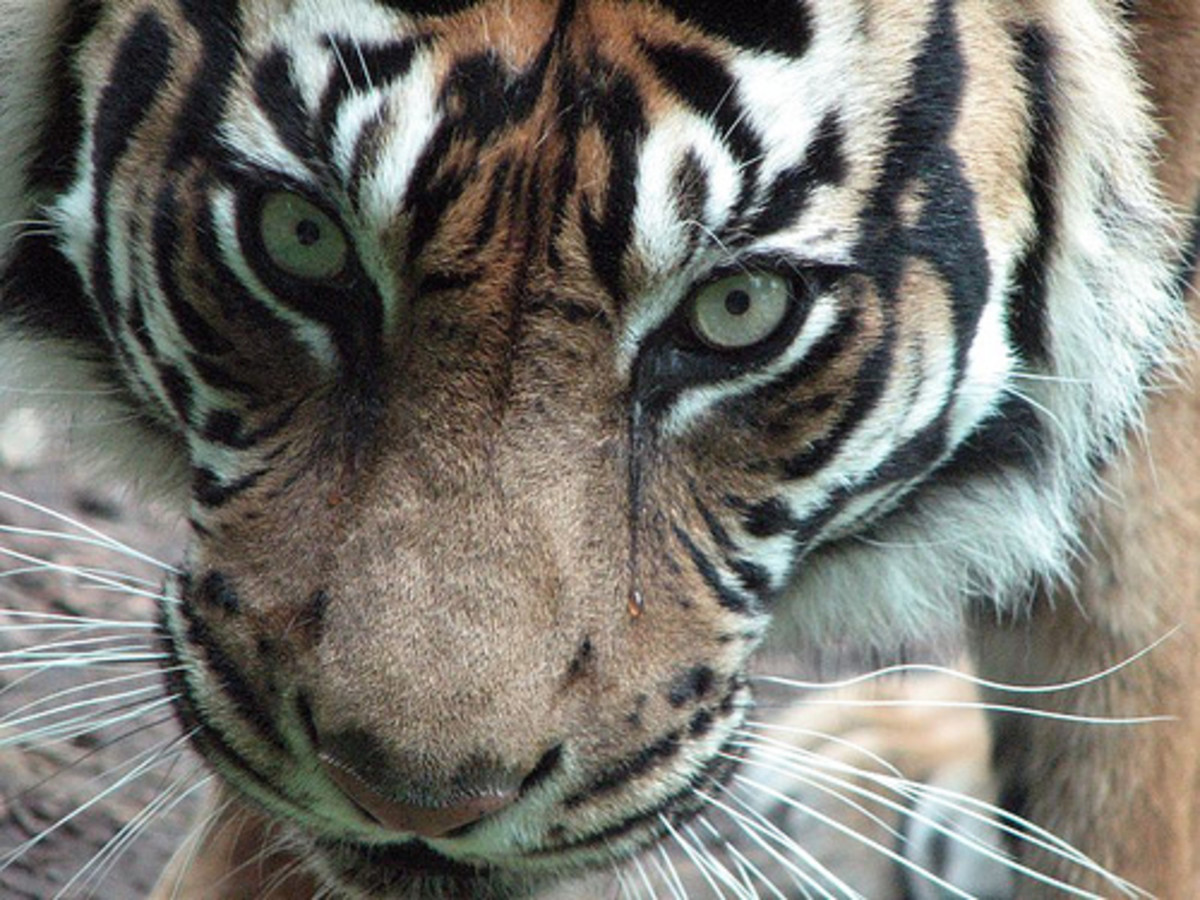 List of Top 10 Endangered Animal Species in Asia - Owlcation