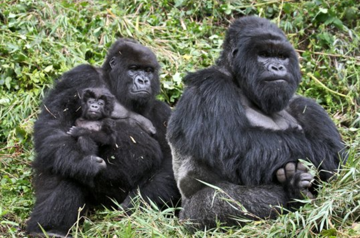 3 gorilla image