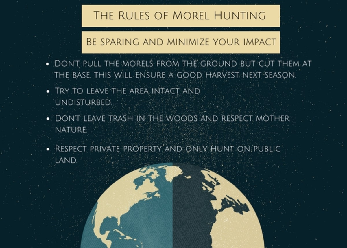 A Guide to Mushroom Hunting for Morels in Southern Oregon Owlcation