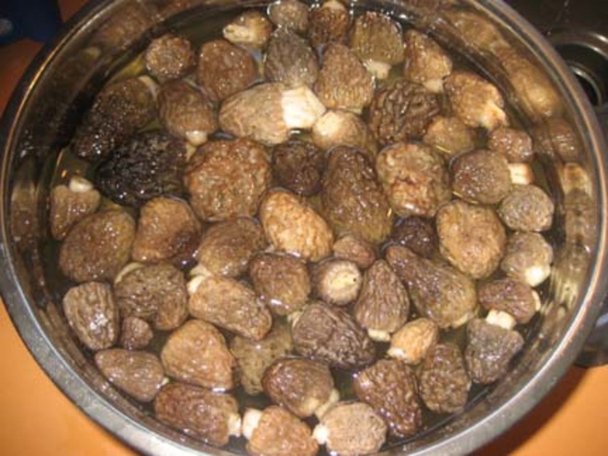 To rid the morels of bugs, soak them in a lukewarm salt water mixture for two hours or overnight.