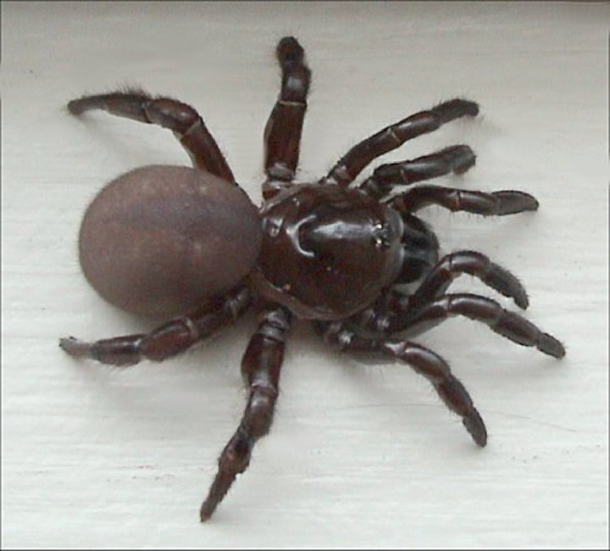 A trapdoor spider