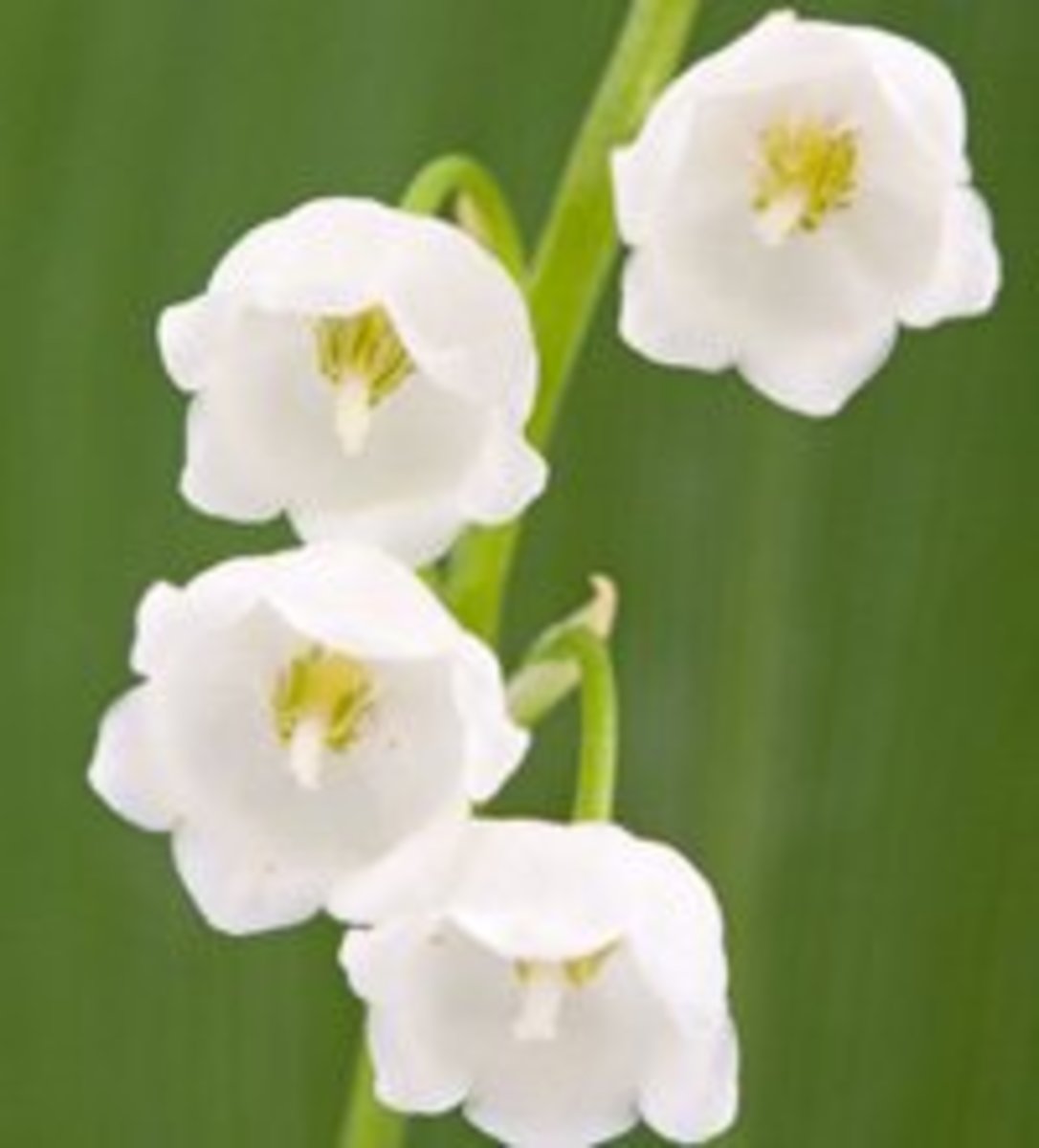 Lily-of-the-valley is a popular wedding flower.