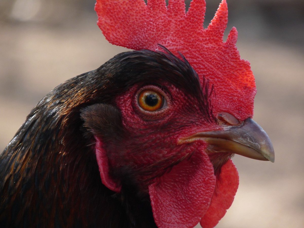 A closeup of the head of a Barnevelder chicken