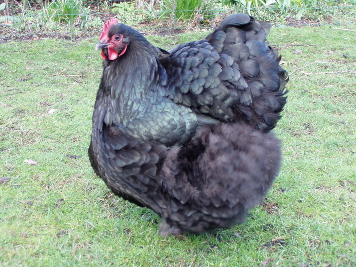 Black Orpington hen