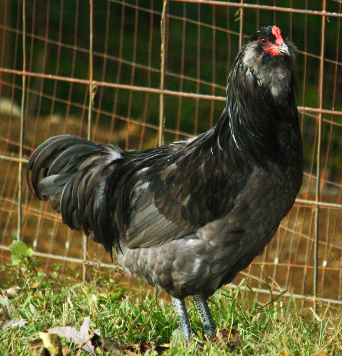 Blue Ameraucana cock, from Cree Farms. A little under 1 year old.