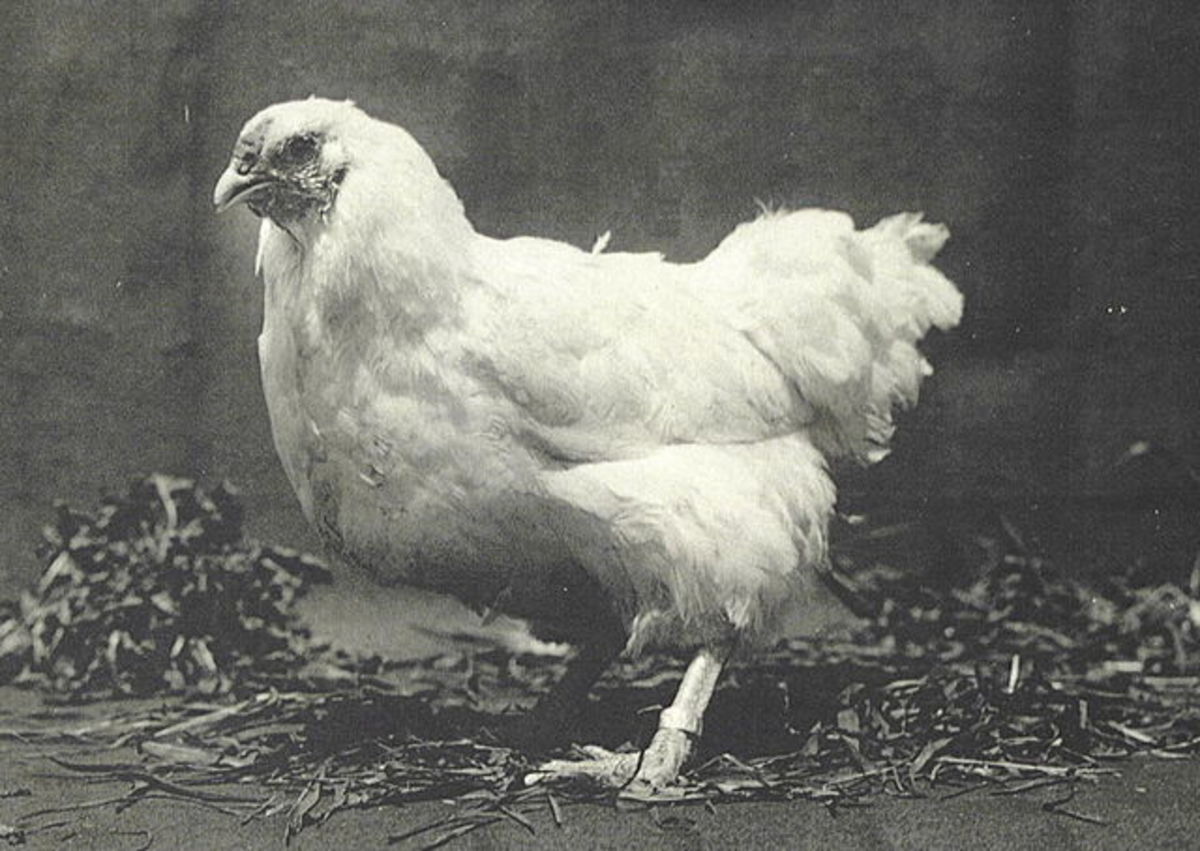 A White Chantecler hen at the Abbey in 1926