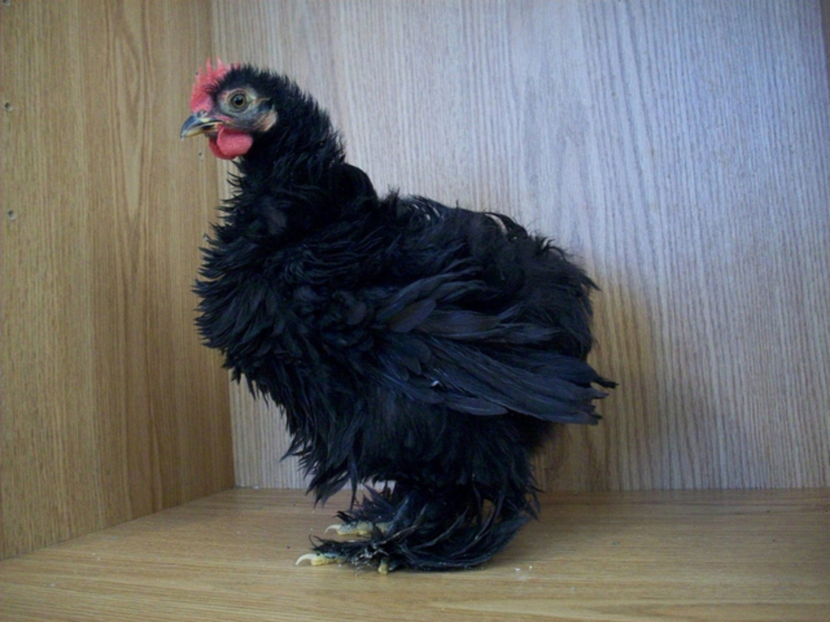 Black Frizzle chicken