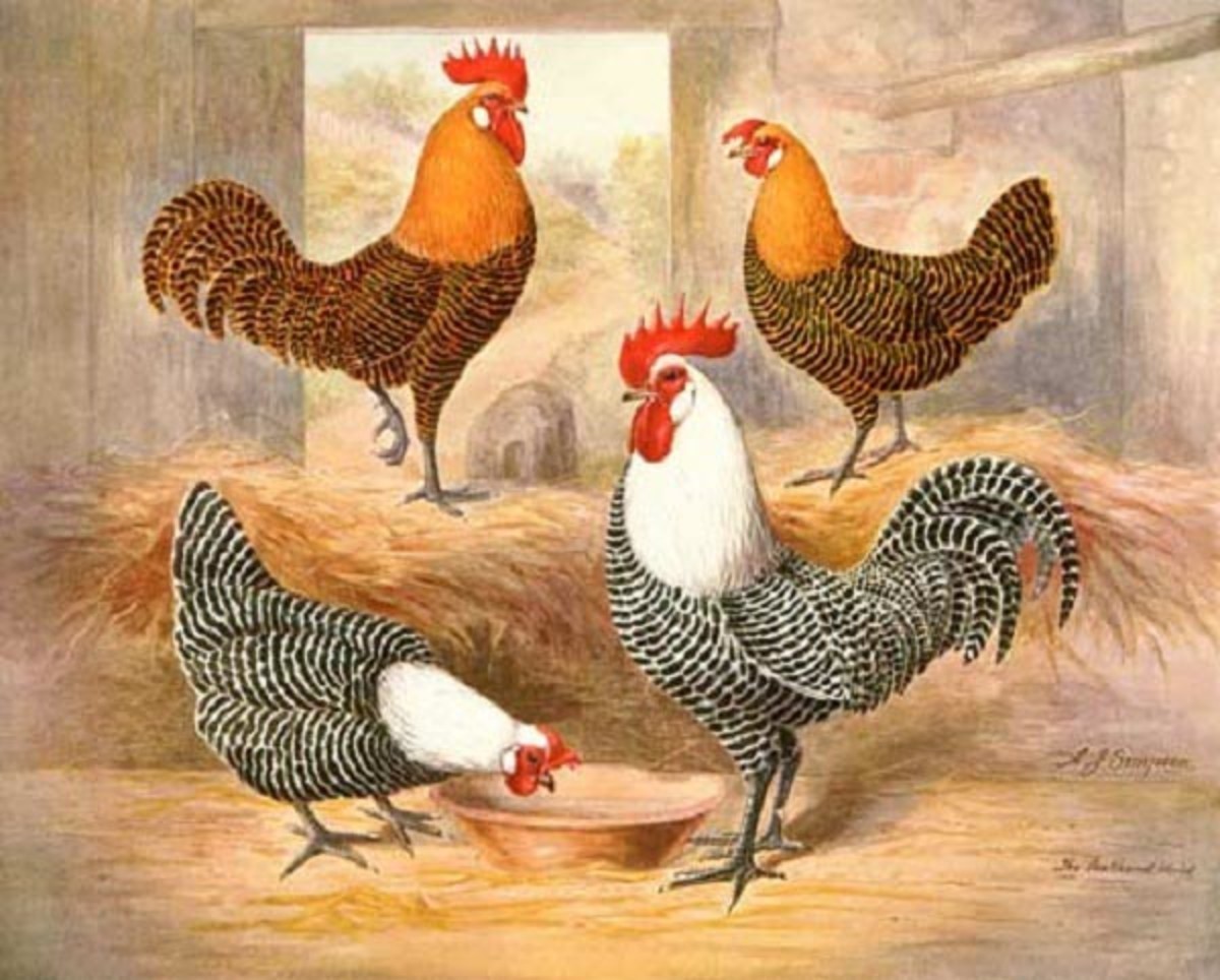 Guide to Backyard Chicken Breeds - Owlcation