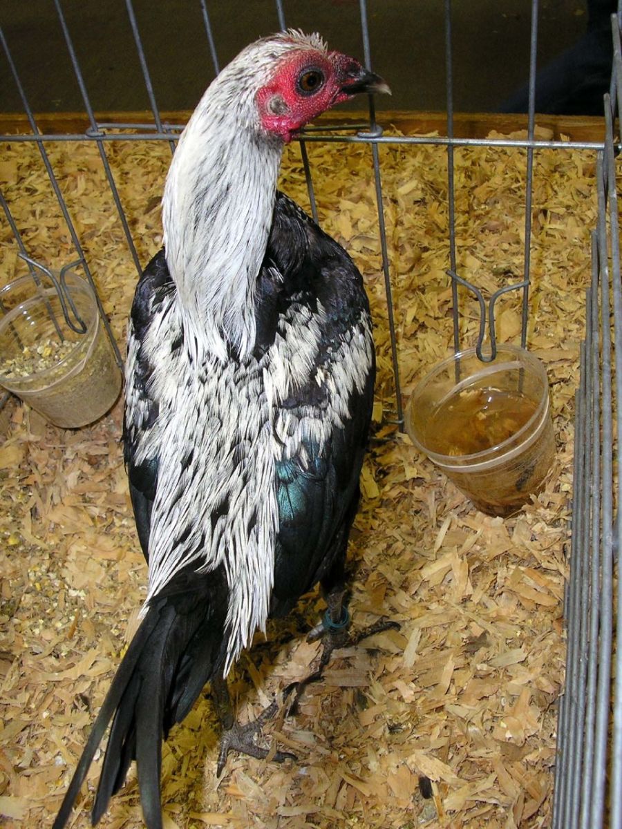 A Modern Game chicken at the Puyallup Fair in Washington State