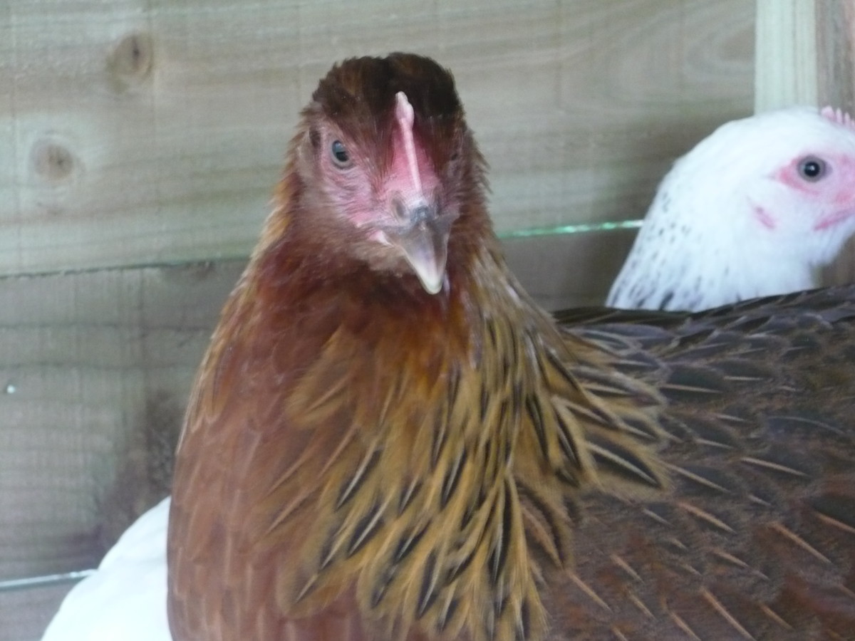 Welsummer hen with a Light Sussex hen in background