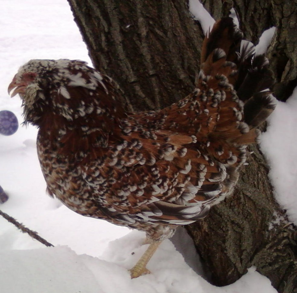 Spangled Russian Orloff hen