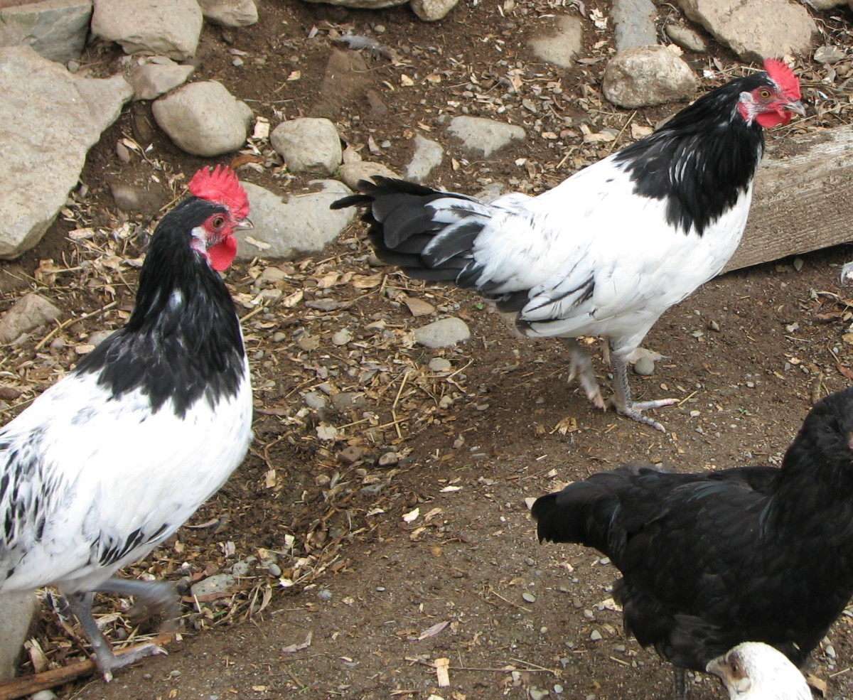 Two Silver Lakenvelder cockerels in a chicken yard