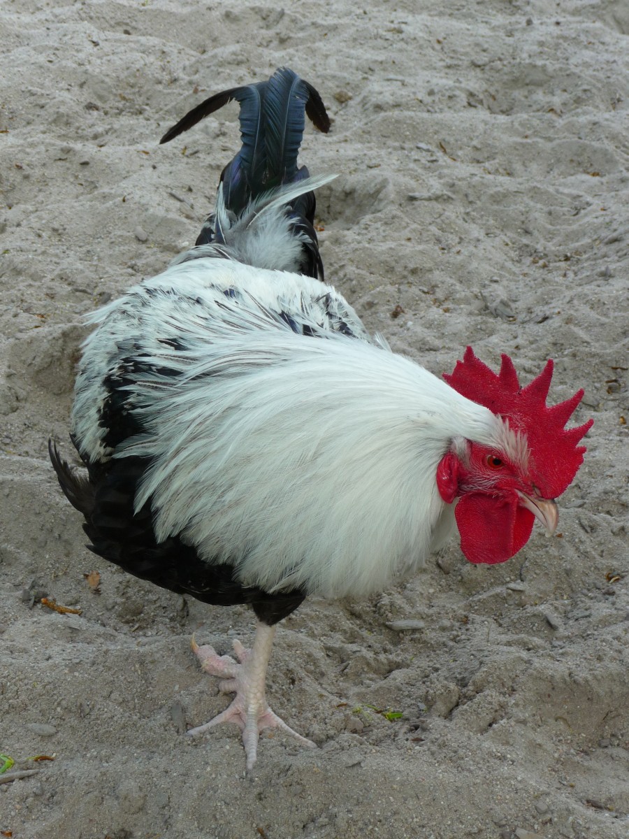 Silver Grey Dorking rooster