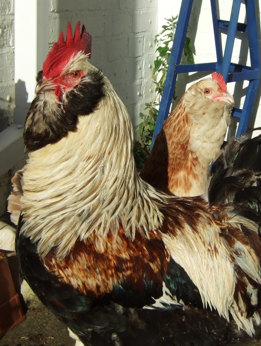 Faverolles rooster and hen