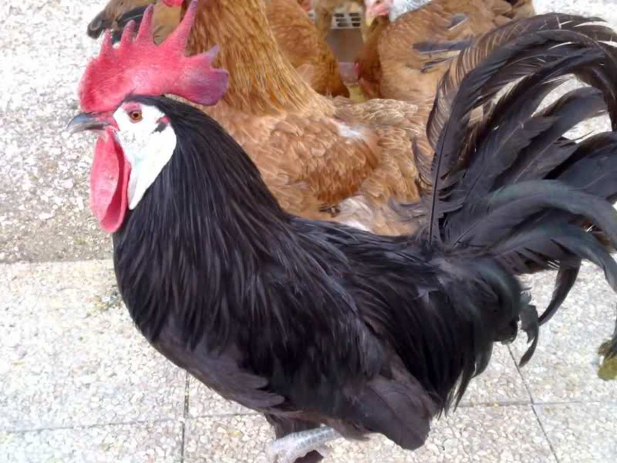 White-Faced Black Spanish rooster
