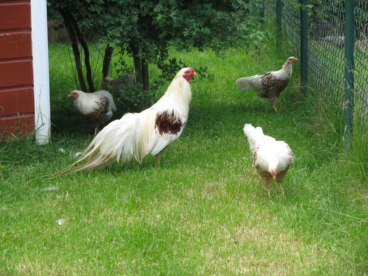 Guide to Backyard Chicken Breeds - Owlcation