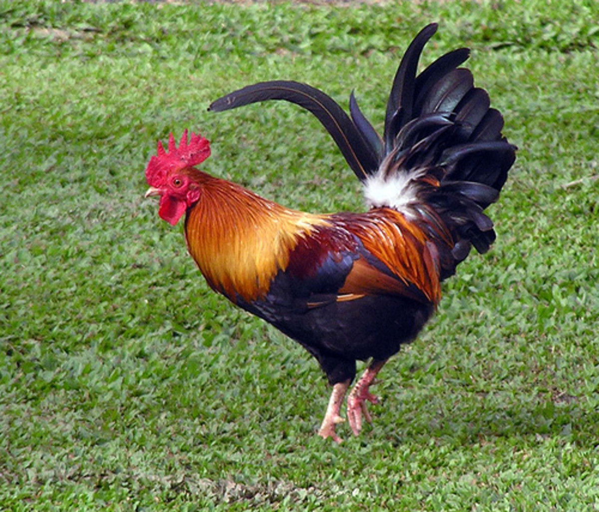Ornamental rooster
