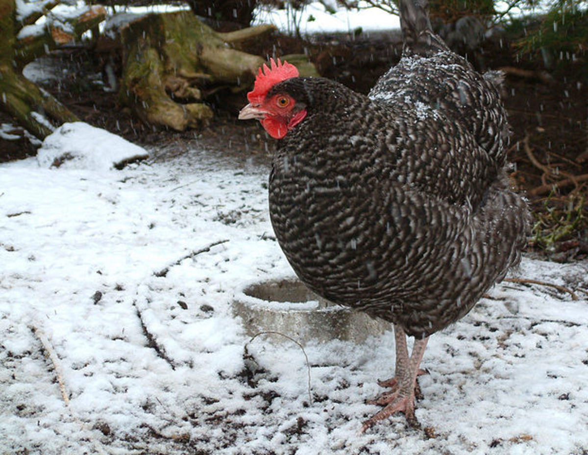A cuckoo Marans hen in winter. This barred feathering, called cuckoo, is the most common color for the Marans breed.