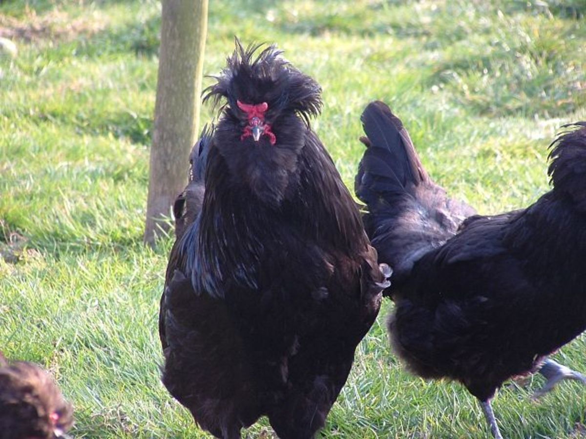 Black Crèvecœur rooster