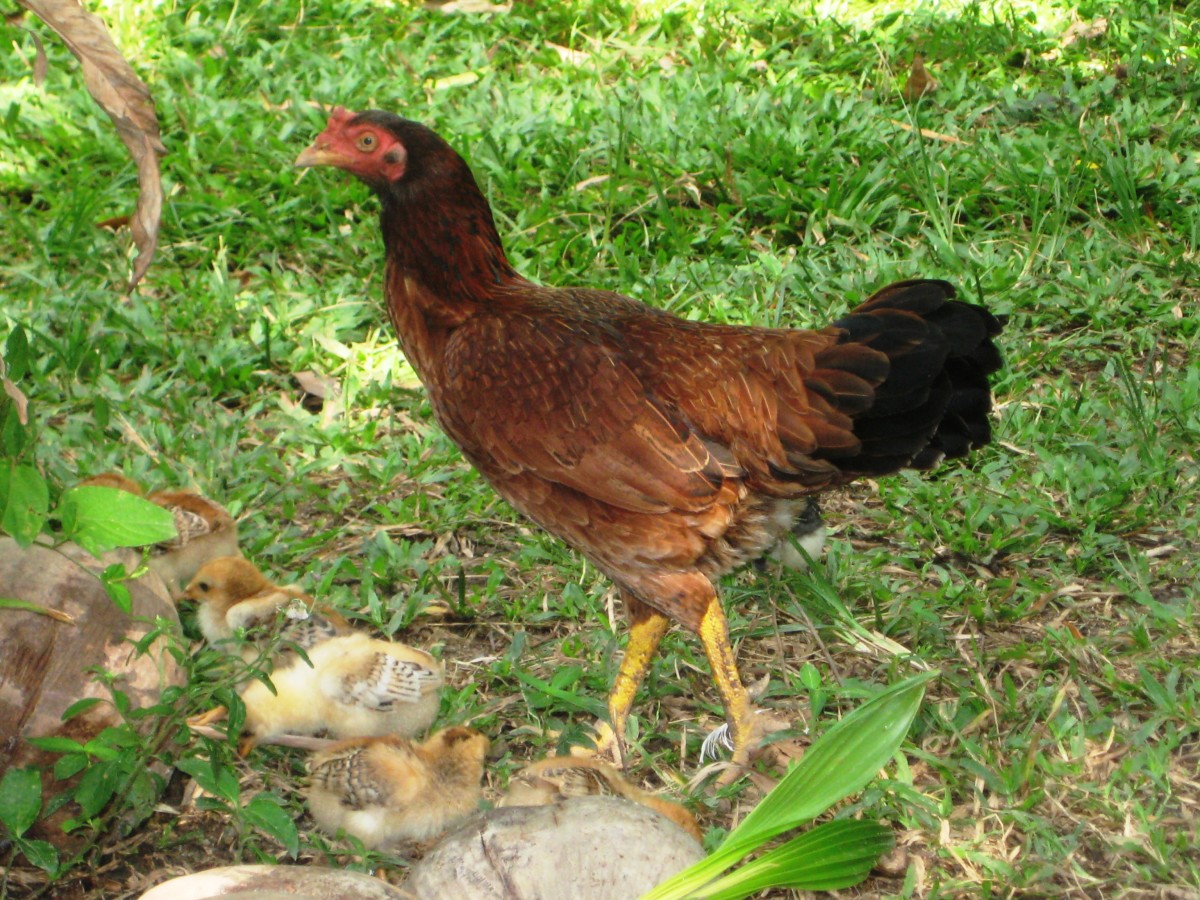The Malay (chicken) female. Taken from a village in Kelantan, east coast Malaysia.