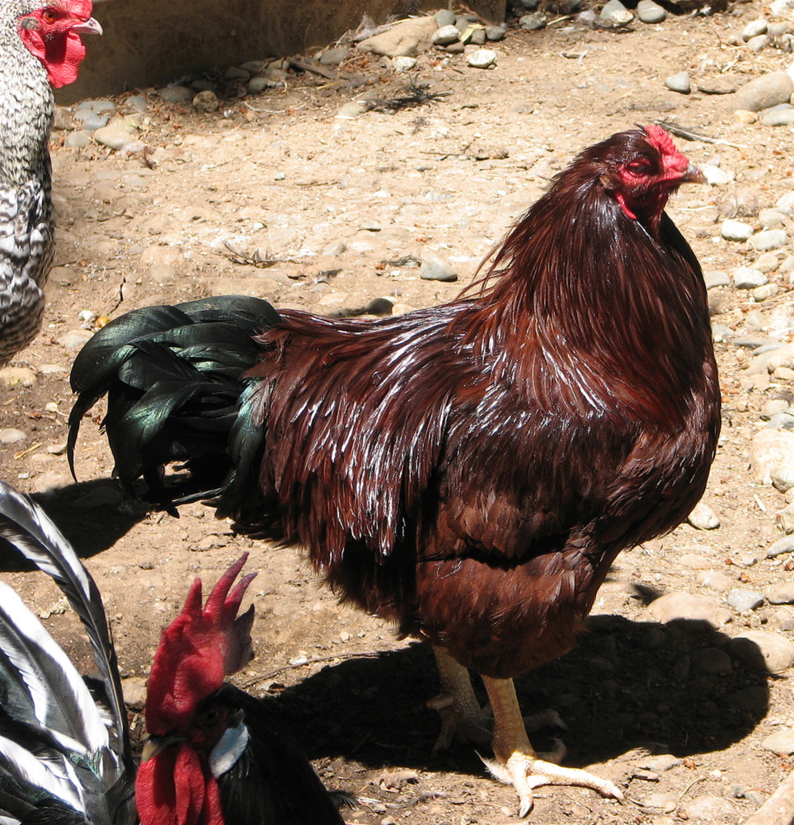 Buckeye rooster