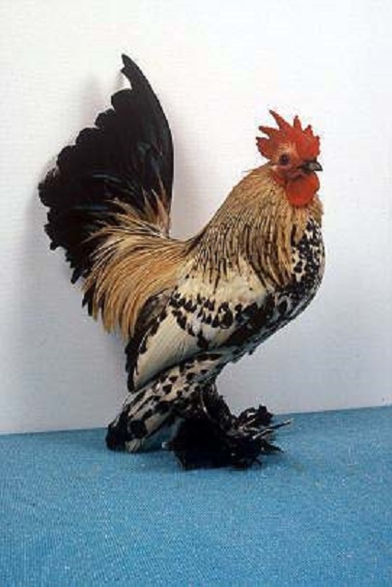 Booted Bantam rooster