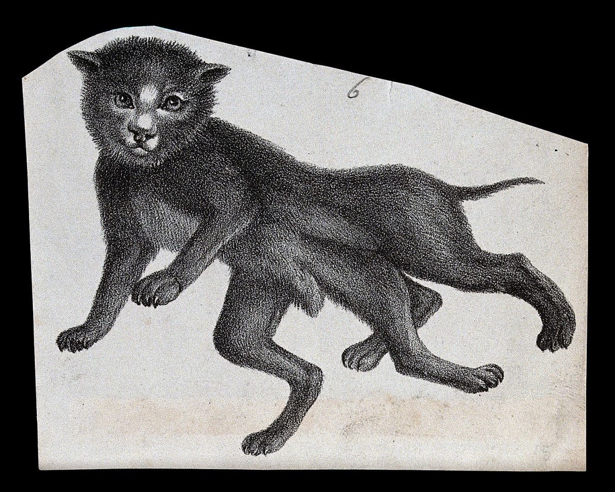 Drawing of a cat with polymeila 